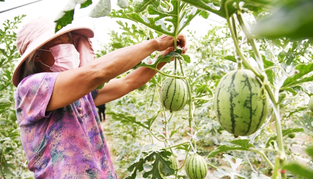 谷雨前后，種瓜點(diǎn)豆