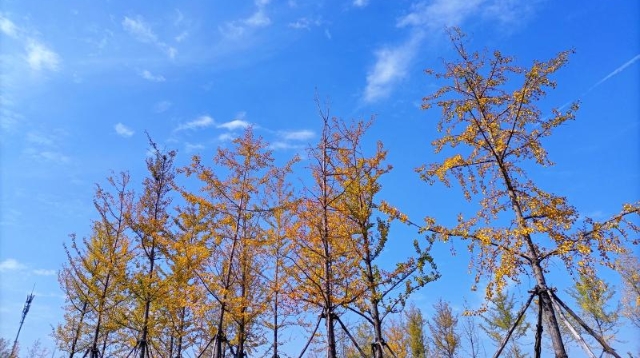 ?多彩的秋天，繽紛的秋葉