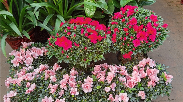 火紅年宵花，美麗過新年