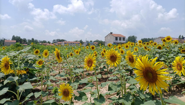 [鹿邑]馬鋪鎮(zhèn)：廢閑土地開出“幸?；ā?> </a></TD>             </TR>           </TBODY>         </TABLE>         <TABLE class=margin_4 border=0 cellSpacing=0 cellPadding=0 width=